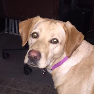 Meet your Posher, Robin